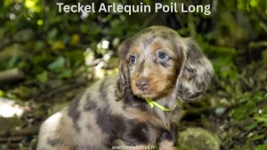 Qu’est-ce que le Teckel Arlequin Poil Long 