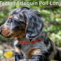 Teckel Arlequin Poil Long : Beauté et caractère