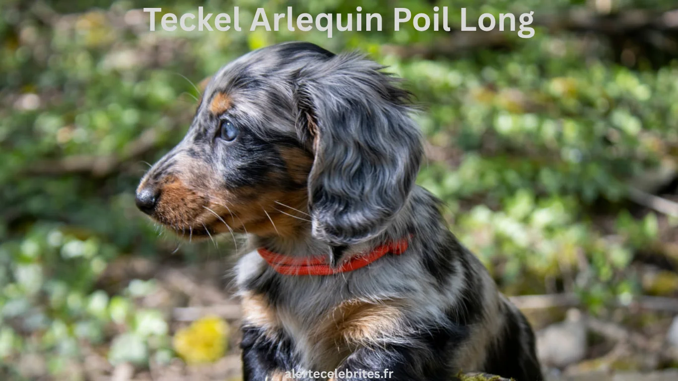 Teckel Arlequin Poil Long